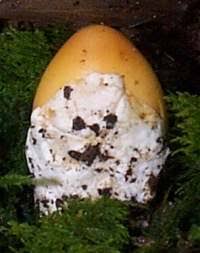 Attēlu rezultāti vaicājumam “Amanita crocea”