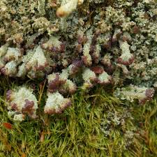 Attēlu rezultāti vaicājumam “Cladonia parasitica”