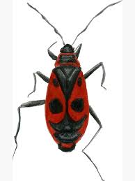 Attēlu rezultāti vaicājumam “Pyrrhocoris apterus”