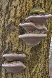 Attēlu rezultāti vaicājumam “Phellinus alni”