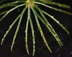 Attēlu rezultāti vaicājumam “Ceratophyllaceae”