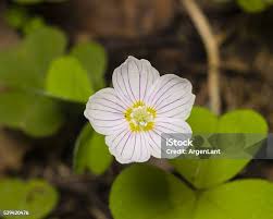 Attēlu rezultāti vaicājumam “Oxalis acetosella leaf”