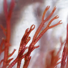 Attēlu rezultāti vaicājumam “Ceramium sp.”