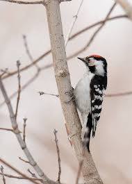 Attēlu rezultāti vaicājumam “Dendrocopos minor”