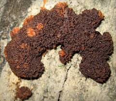 Attēlu rezultāti vaicājumam “Tubifera montana”