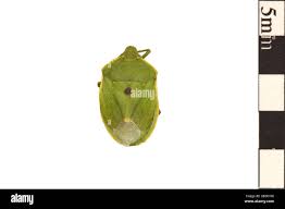 Attēlu rezultāti vaicājumam “Chlorochroa juniperina imago”