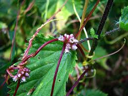 Attēlu rezultāti vaicājumam “Cuscuta europaea flower”