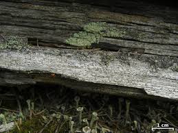 Attēlu rezultāti vaicājumam “Xylographa paralella”