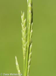 Attēlu rezultāti vaicājumam “Glyceria fluitans”