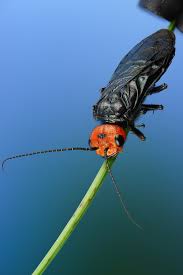 Attēlu rezultāti vaicājumam “Acantholyda erythrocephala”