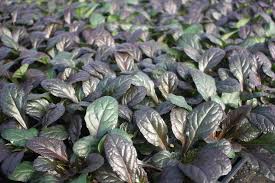 Attēlu rezultāti vaicājumam “Ajuga reptans”