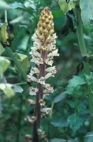 Attēlu rezultāti vaicājumam “Orobanche coerulescens bud”