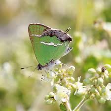 Attēlu rezultāti vaicājumam “Comatricha fragilis stalked”