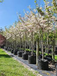 Attēlu rezultāti vaicājumam “Prunus (sakura)”