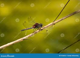 Attēlu rezultāti vaicājumam “Leucorrhinia rubicunda”