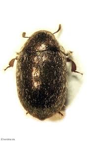 Attēlu rezultāti vaicājumam “Byrrhidae”