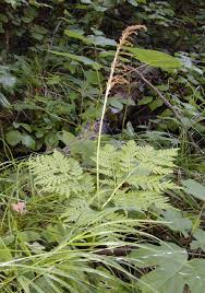 Attēlu rezultāti vaicājumam “Botrychium virginianum”