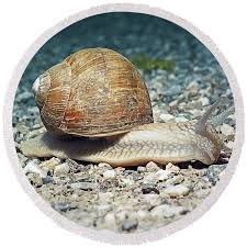 Attēlu rezultāti vaicājumam “Helicidae”