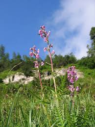 Attēlu rezultāti vaicājumam “Pedicularis palustris fruit”