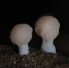 Attēlu rezultāti vaicājumam “Tubiferaceae”