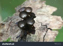 Attēlu rezultāti vaicājumam “Cyathus striatus”