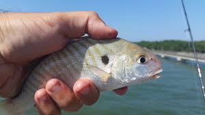 Image result for Leiostomus xanthurus
