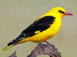 Attēlu rezultāti vaicājumam “Oriolus oriolus male”