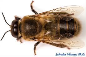 Attēlu rezultāti vaicājumam “Apis mellifera”