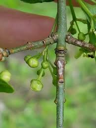 Attēlu rezultāti vaicājumam “Euonymus europaeus bud”