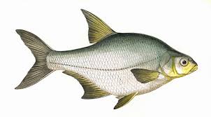 Image result for Blicca bjoerkna