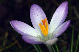 Attēlu rezultāti vaicājumam “Crocus tommasinianus flower”