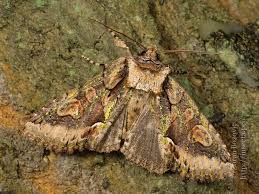 Attēlu rezultāti vaicājumam “Allophyes oxyacanthae”