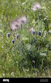 Image result for Kuhschelle