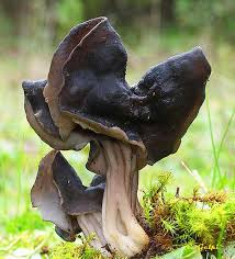 Attēlu rezultāti vaicājumam “Helvella lacunosa”