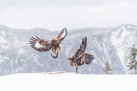 Attēlu rezultāti vaicājumam “Aquila chrysaetos”