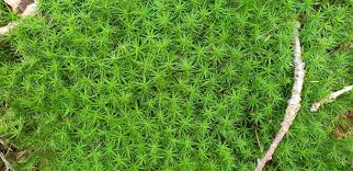 Attēlu rezultāti vaicājumam “Taxiphyllum wissgrillii”