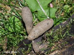 Attēlu rezultāti vaicājumam “Xylaria longipes”