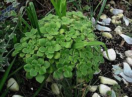 Image result for Aichryson