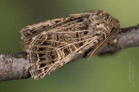 Attēlu rezultāti vaicājumam “Tholera decimalis male”