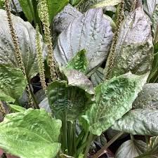 Attēlu rezultāti vaicājumam “Plantago major leaf”
