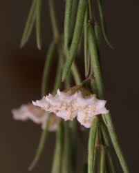 Image result for Alonsoa linearis