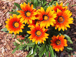 Image result for Gazanien