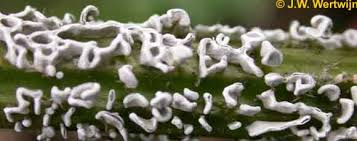 Attēlu rezultāti vaicājumam “Physarum bivalve”