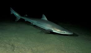 Image result for Galeorhinus galeus