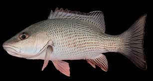 Image result for Lutjanus griseus