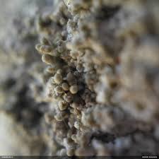 Attēlu rezultāti vaicājumam “Pertusaria coccodes”