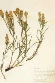 Attēlu rezultāti vaicājumam “Orobanchaceae”