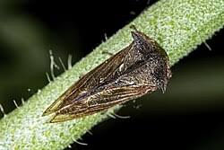 Attēlu rezultāti vaicājumam “Centrotus cornutus”