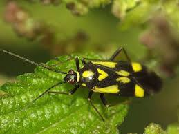 Attēlu rezultāti vaicājumam “Grypocoris sexguttatus”