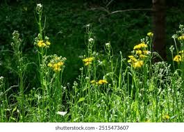 Attēlu rezultāti vaicājumam “Crepis biennis leaf”
